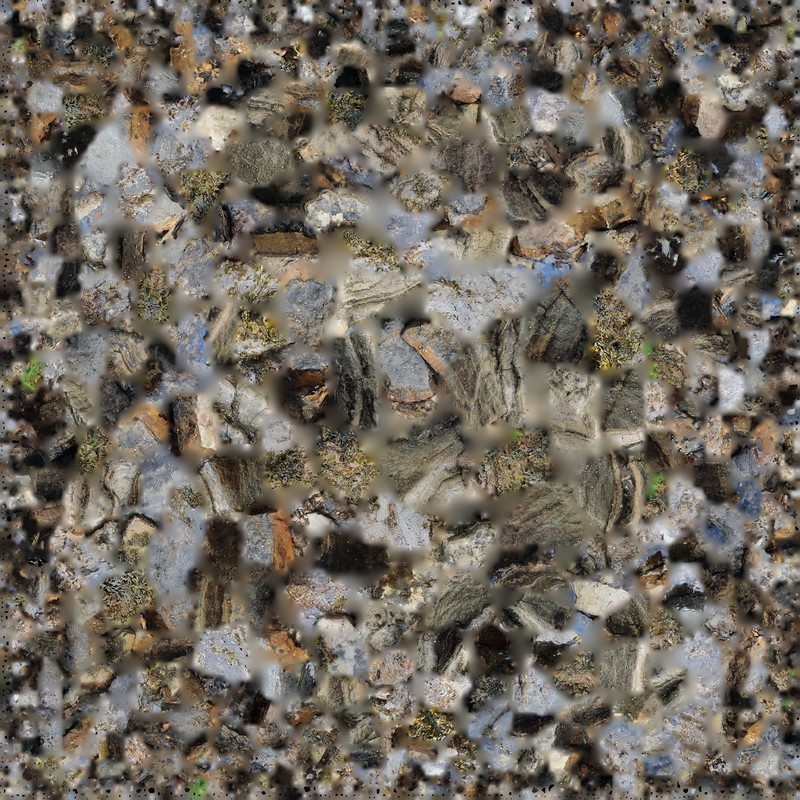CellardykeRose.jpg